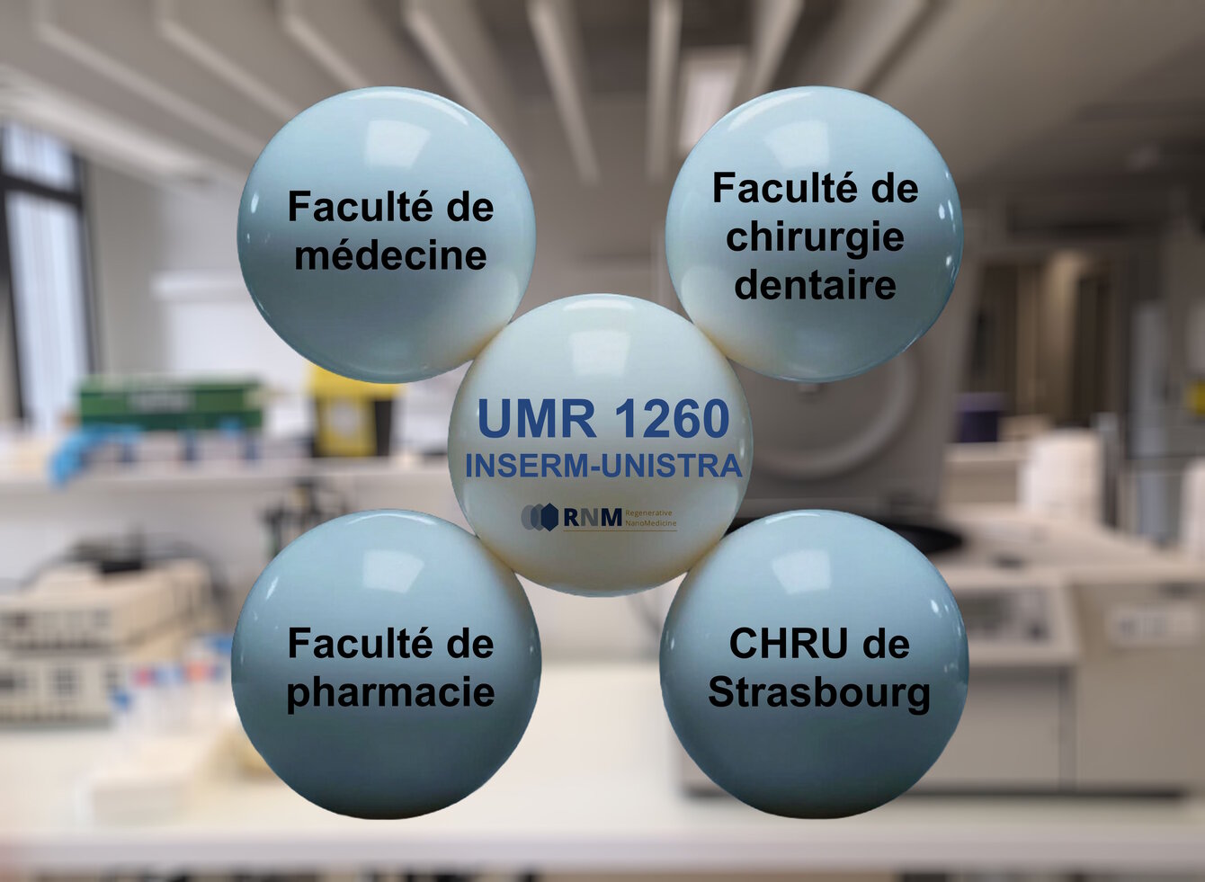 <strong>Environnement de l'UMR. ©INSERM-UNISTRA UMR 1260</strong> Environnement de l'UMR. ©INSERM-UNISTRA UMR 1260
